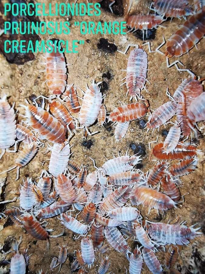 Isopods -  Porcellionides Pruinosus -Orange Creamsicle