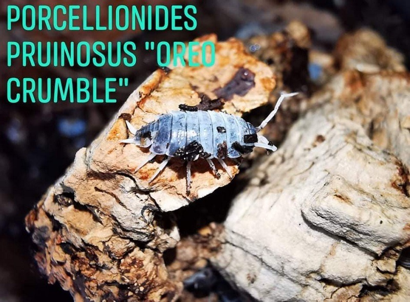 isopods -  Porcellionides Prinosus -Oreo Crumble