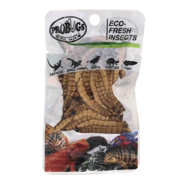 Pro-Bugs Fresh Superworms