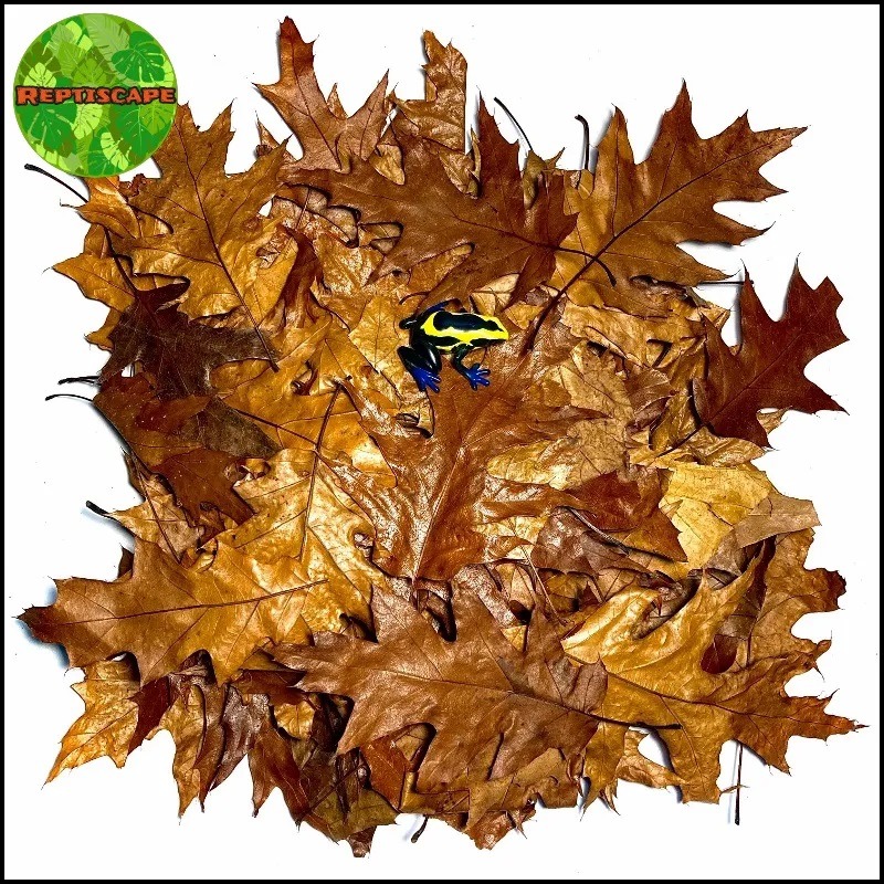 Reptiscape - Red Oak Leaves – Leaf Litter  - 50gm