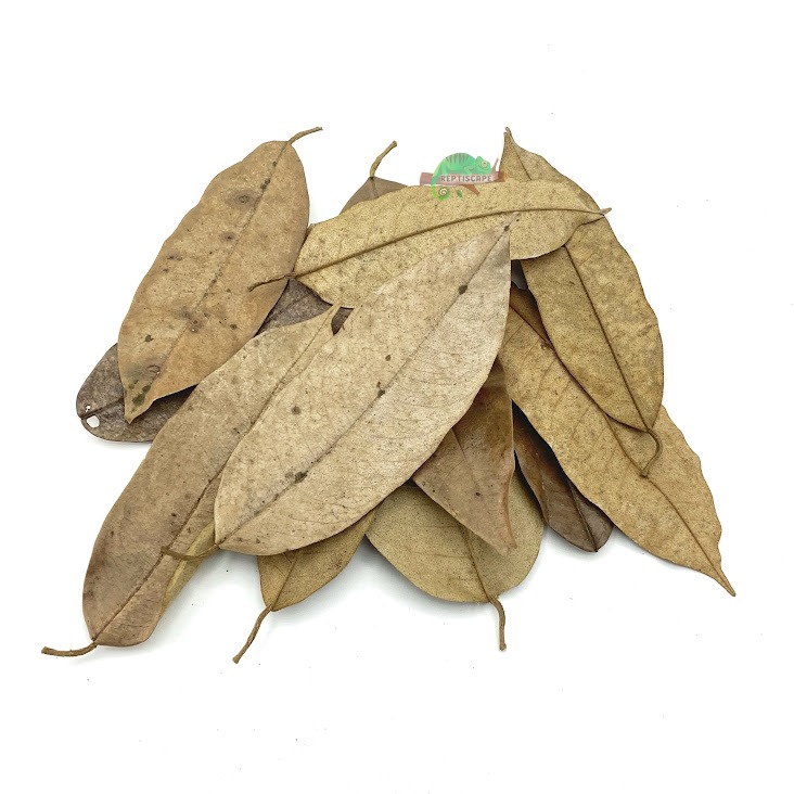 Reptiscape - Durian Leaves