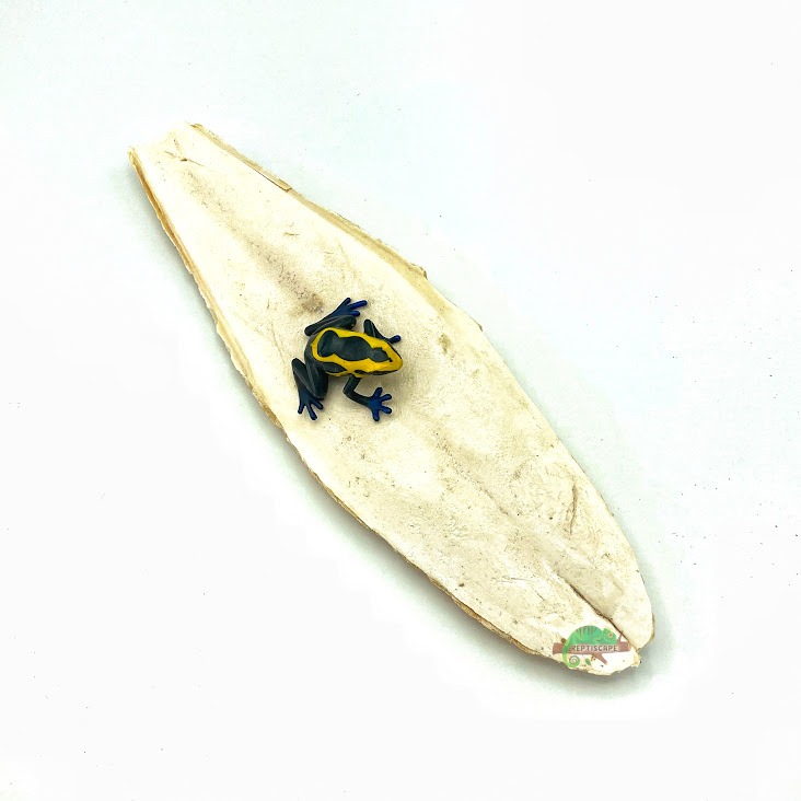 Reptiscape - Cuttlebone –Single