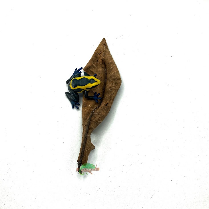 Reptiscape - Kumbuk Leaves