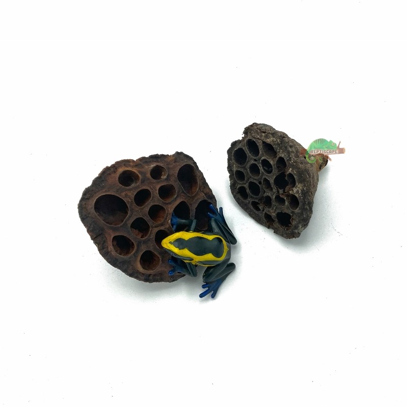 Reptiscape - Lotus Pods- 2pk