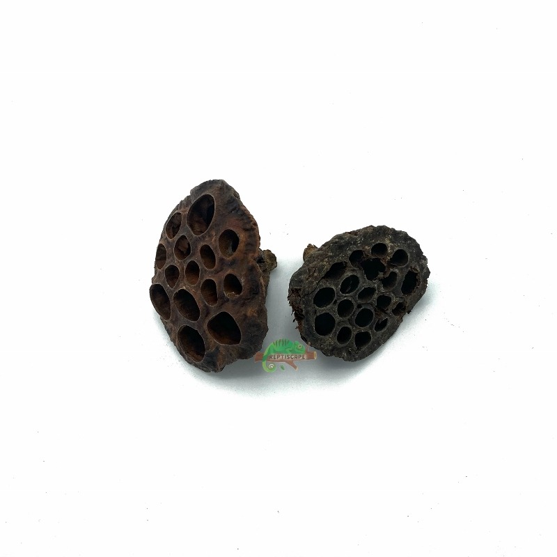Reptiscape - Lotus Pods- 2pk