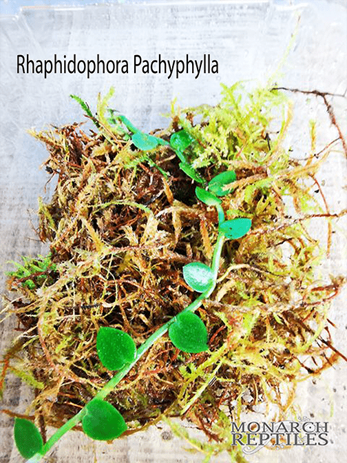 Rhaphidophora Pachyphylla