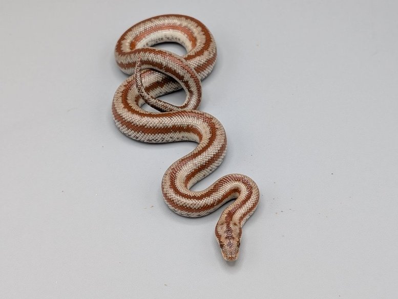 Rosy Boa - Long Canyon - Male - 2025