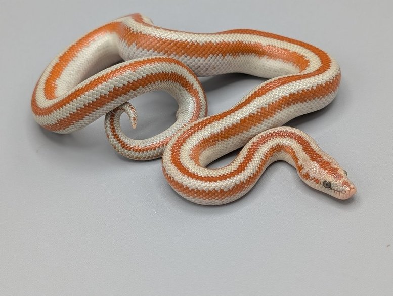 Rosy Boa - San Mathias - Female - 2025