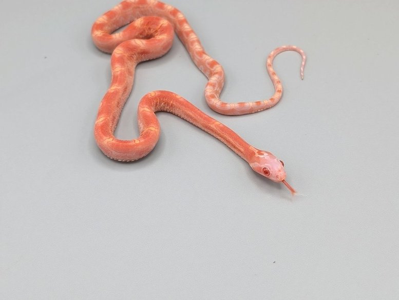 Scaleless Albino het Caramel Motely - Male No. 1 -2025