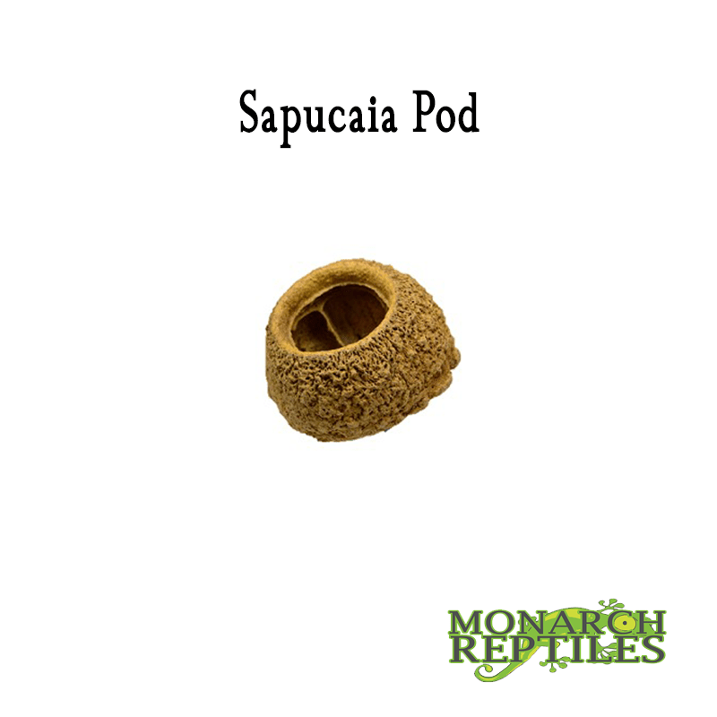 Sapucaia Pod