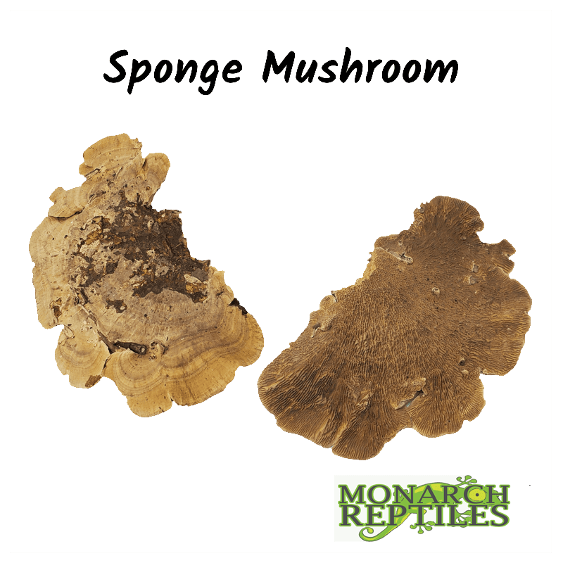 Sponge Mushroom