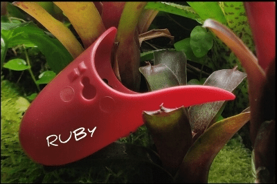 Tad Pool –Ruby Cup Set - Suction