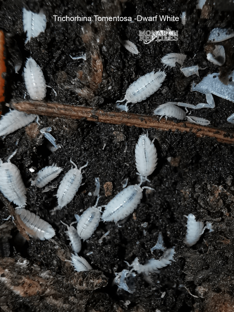 Isopods -Trichorhina Tomentosa Dwarf White