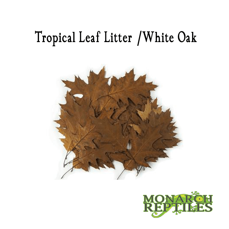 Tropical Leaf Litter White Oak