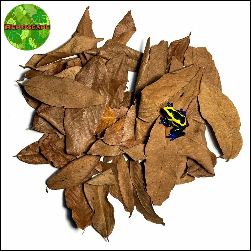 Reptiscape - Vacapaleta Leaves – Cows Ears Leaves - 20gm