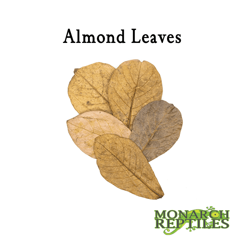Almond Leaves - Medium