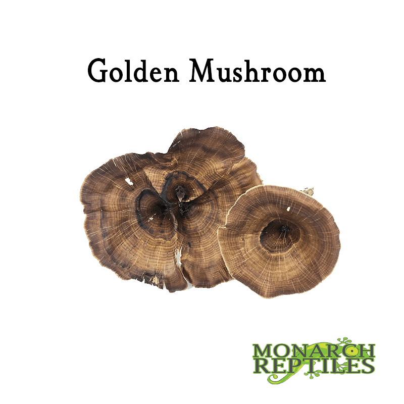 Golden Mushroom