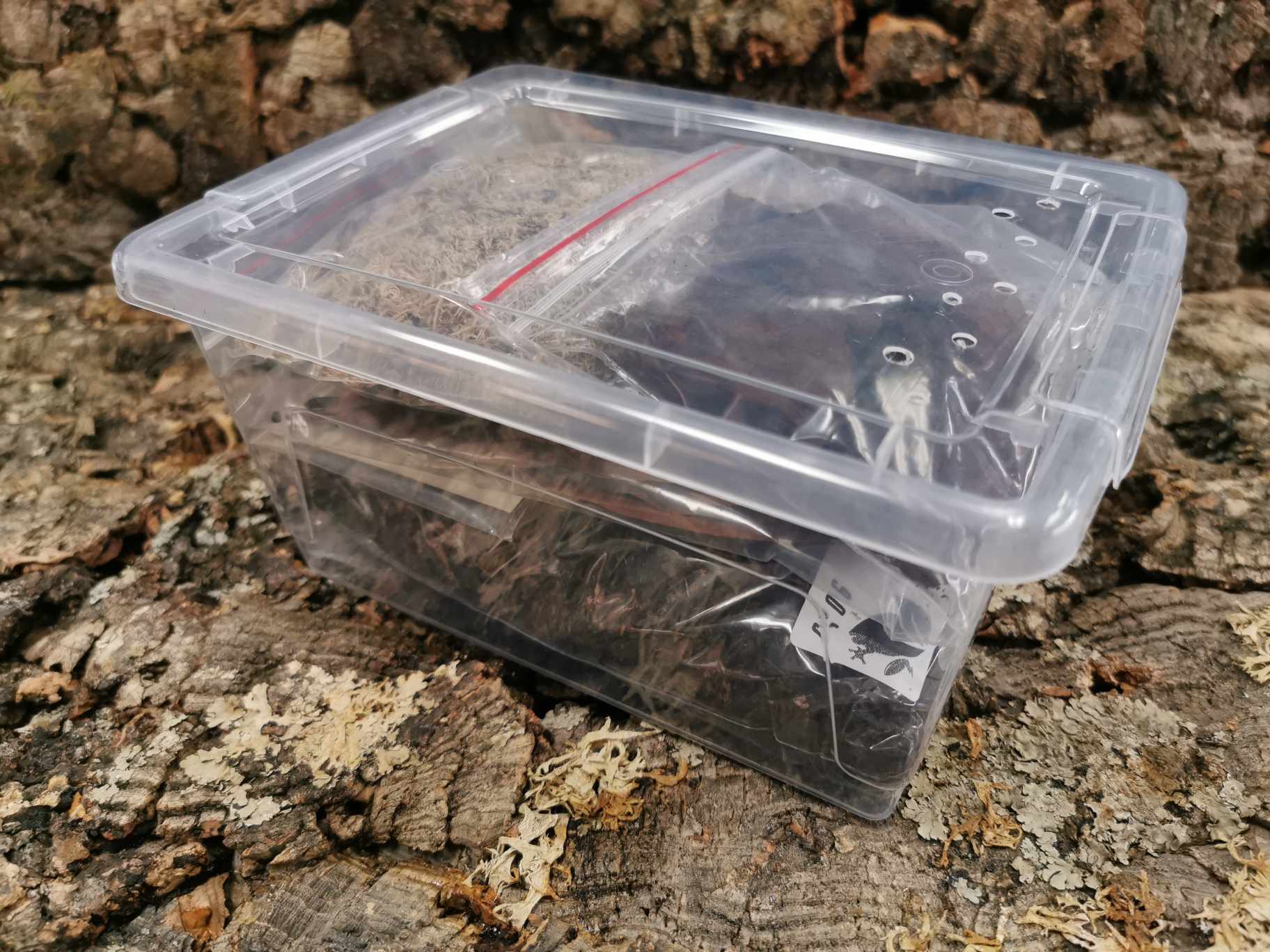 Isopod Starter Kit  - Small  (21 x 15 x 11cm)  Deluxe