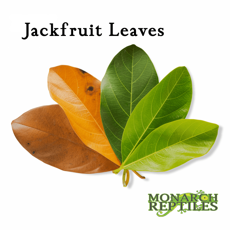 Jack Fruit Leaves