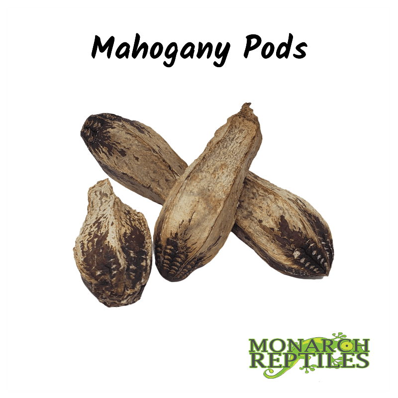Mahogany Pods