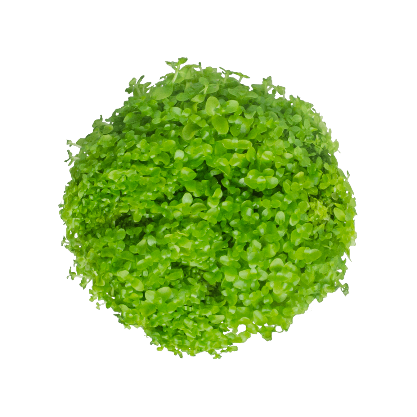 Micranthemum Monte Carlo