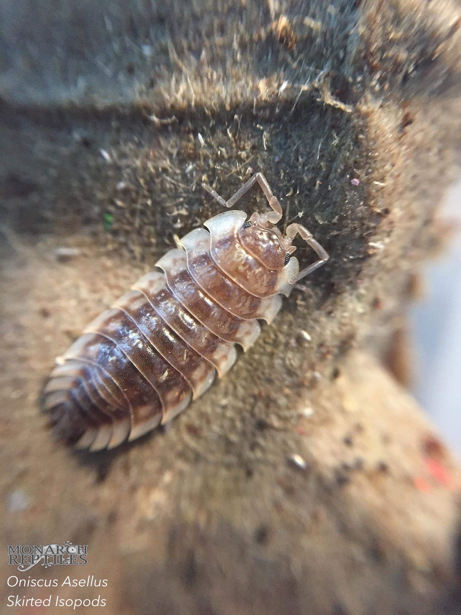 Isopods - Oniscus Asellus - Maple Orange