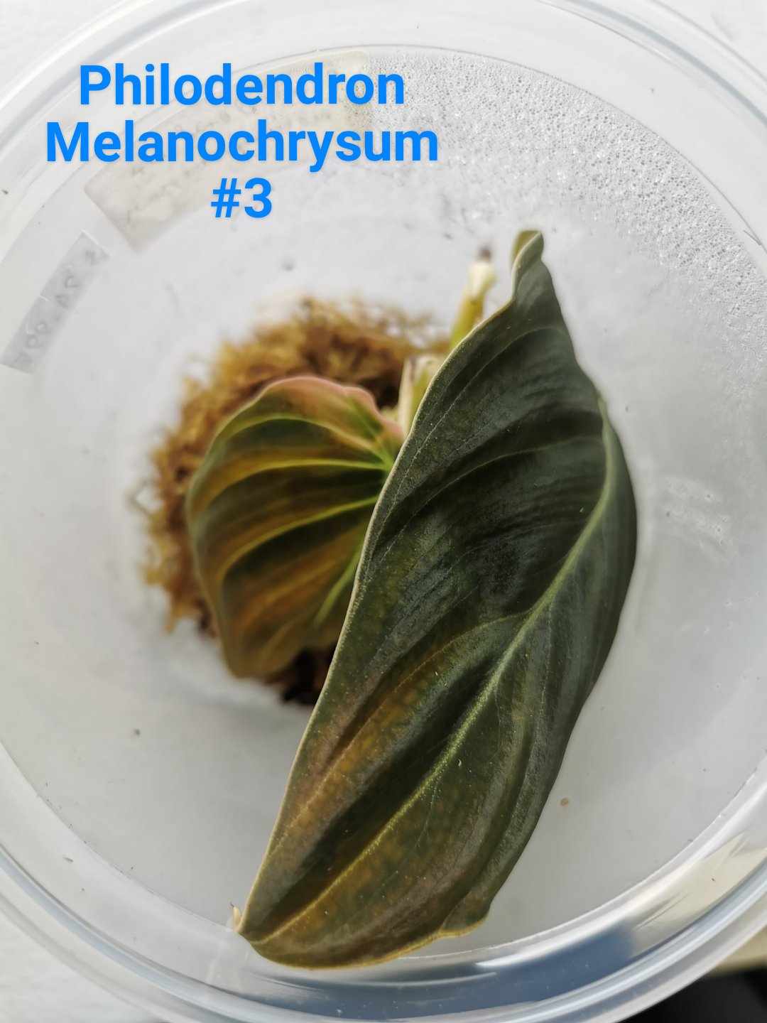 Philodendron Melanochrysum Plant - #3
