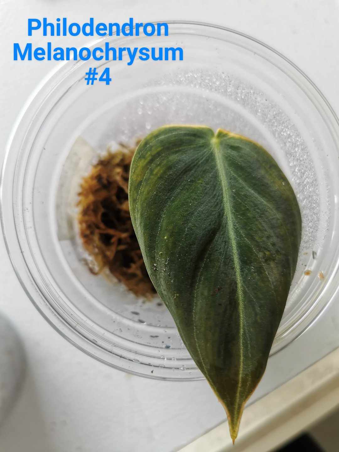 Philodendron Melanochrysum Plant - #4