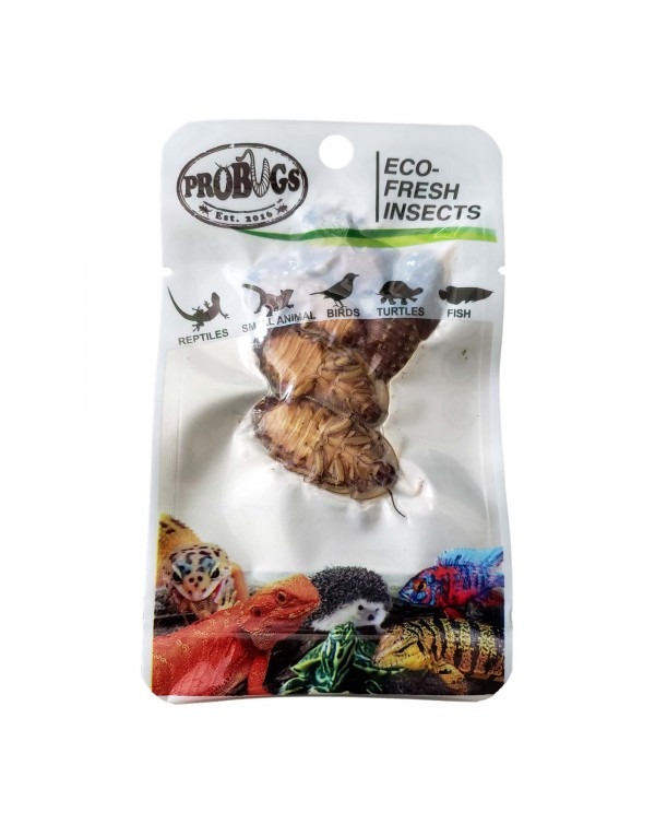 Pro-Bugs Dubia Roaches