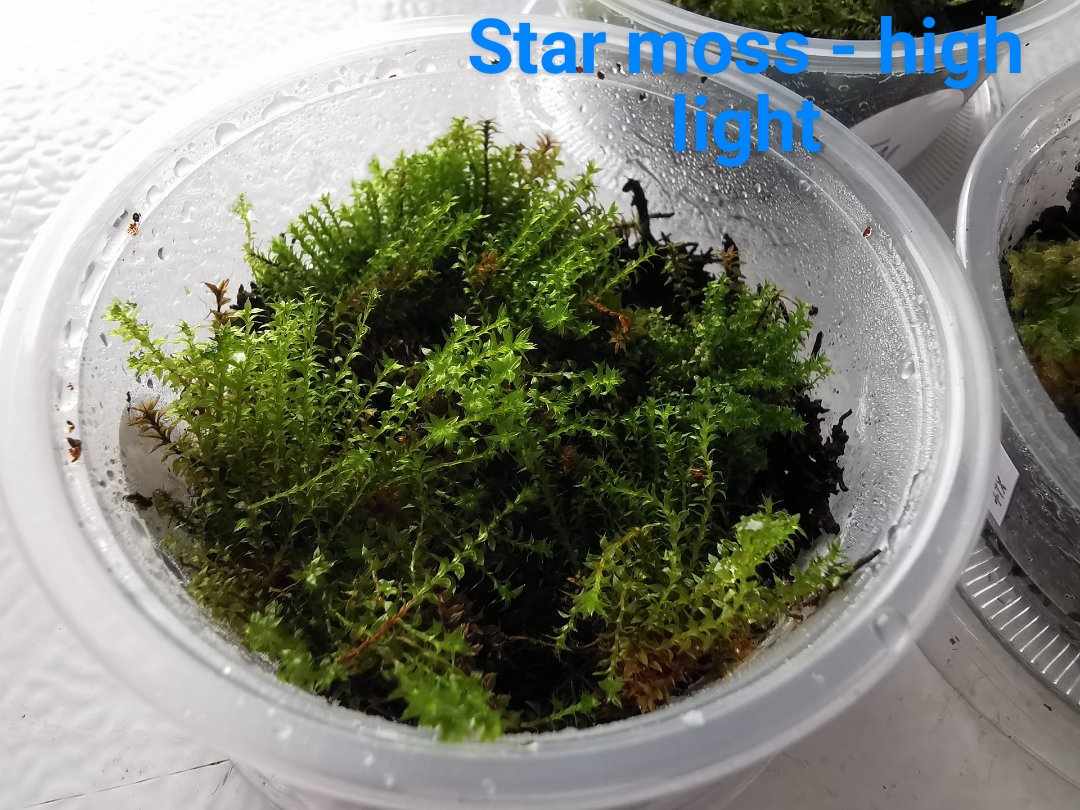 Moss - Star - High Light