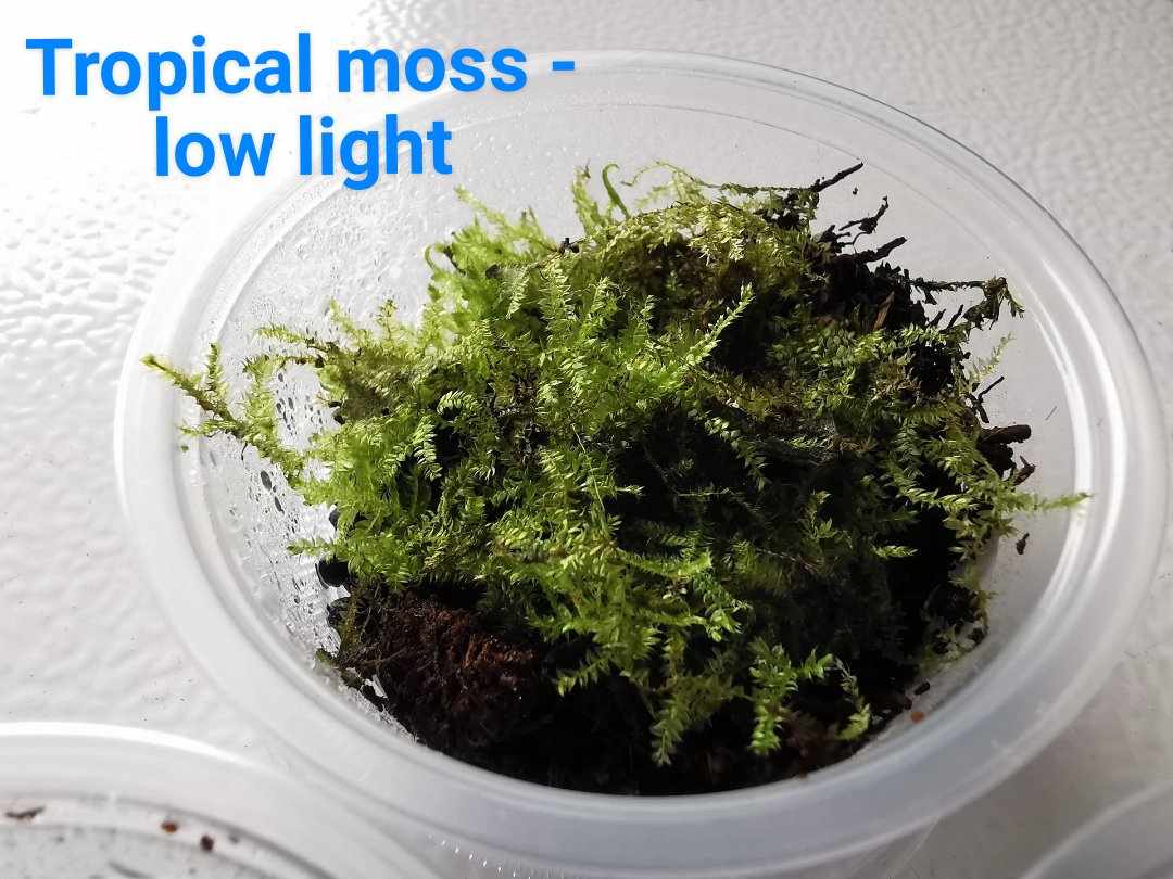 Moss - Tropical - Low Light