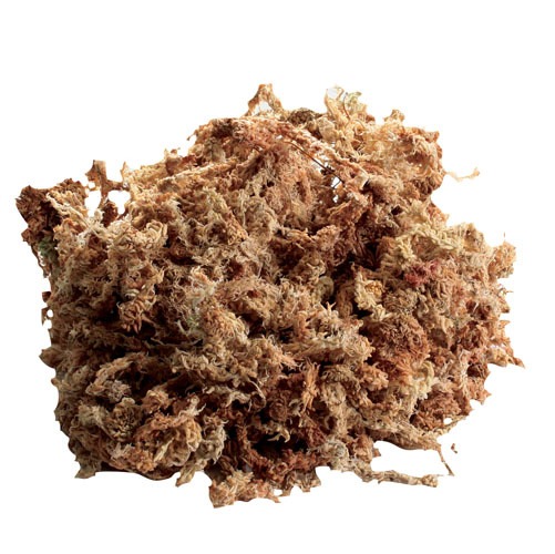 Zoomed - New Zealand Sphagnum Moss  - 0.33lb /150g